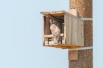 Lesser Kestrel